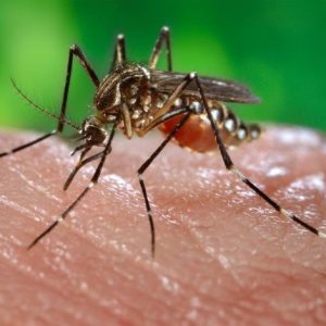 Filipiny wstrzymały program szczepień przeciw dendze 