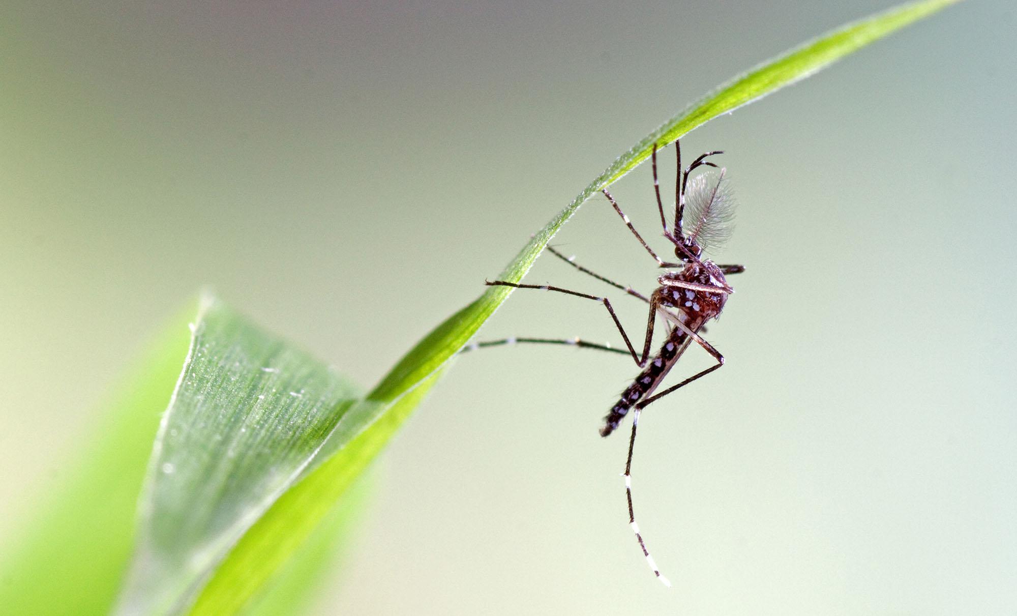 Aedes-Aegypti_B - Szczepienia.Info