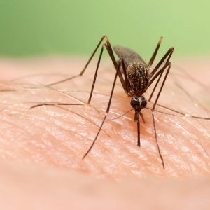 EMA zarejestrowała nową szczepionkę przeciw gorączce denga