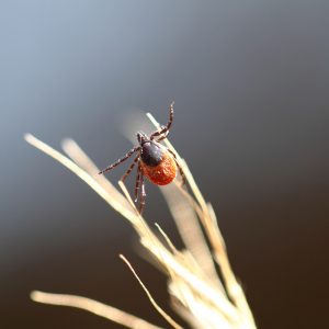 W Polsce rośnie liczba zachorowań na kleszczowe zapalenie mózgu