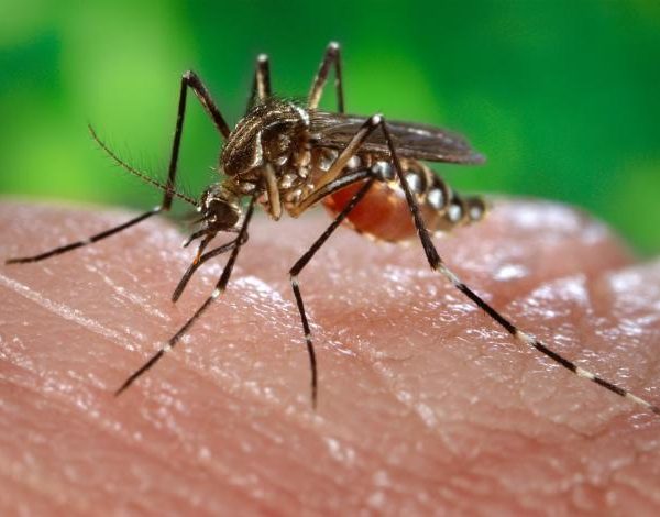 Aktualny raport na temat sytuacji epidemiologicznej żółtej gorączki na...
